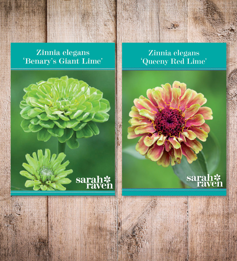 Cranberry and Lime Zinnia Collection
