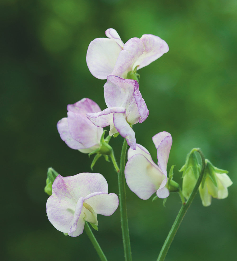 Buckets of Sweet Peas Collection