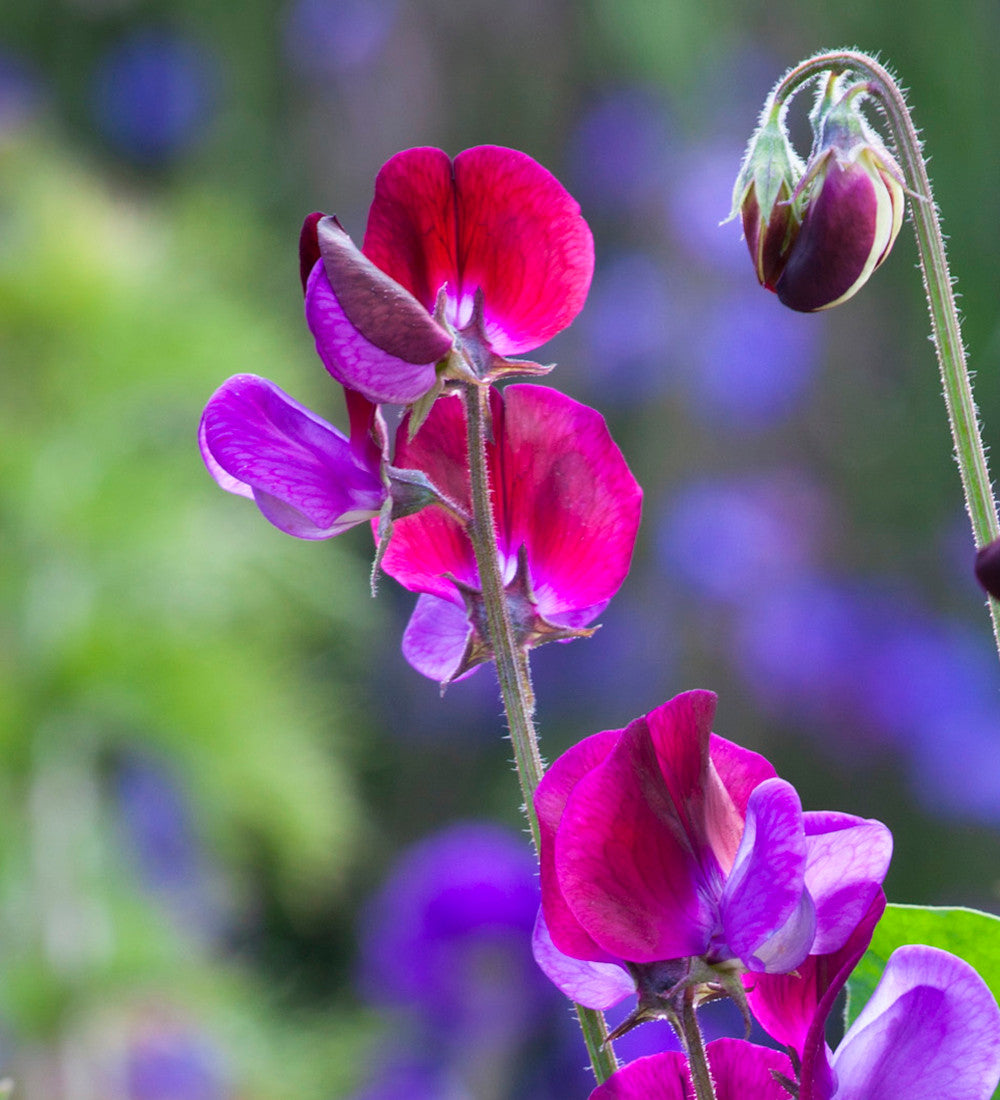 Buckets of Sweet Peas Collection