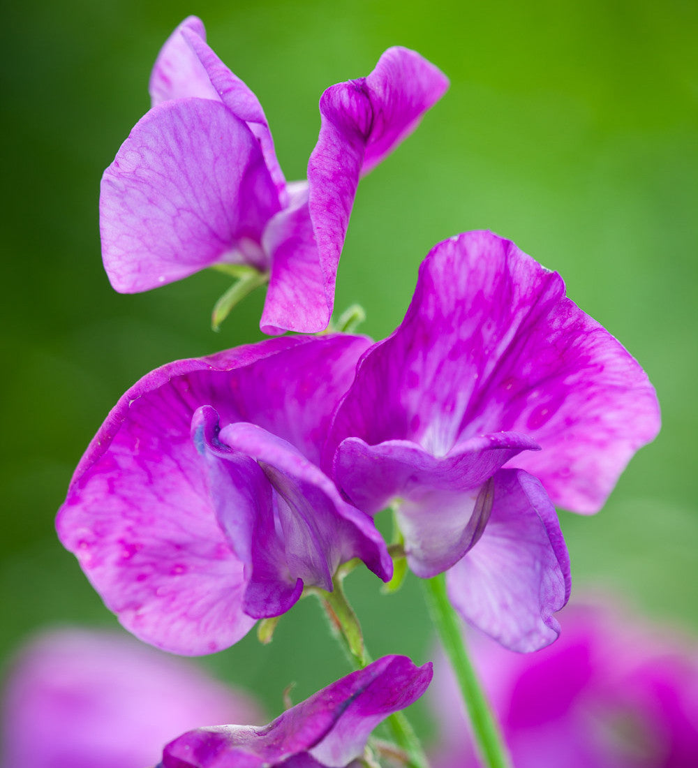 New Giants Sweet Pea Collection