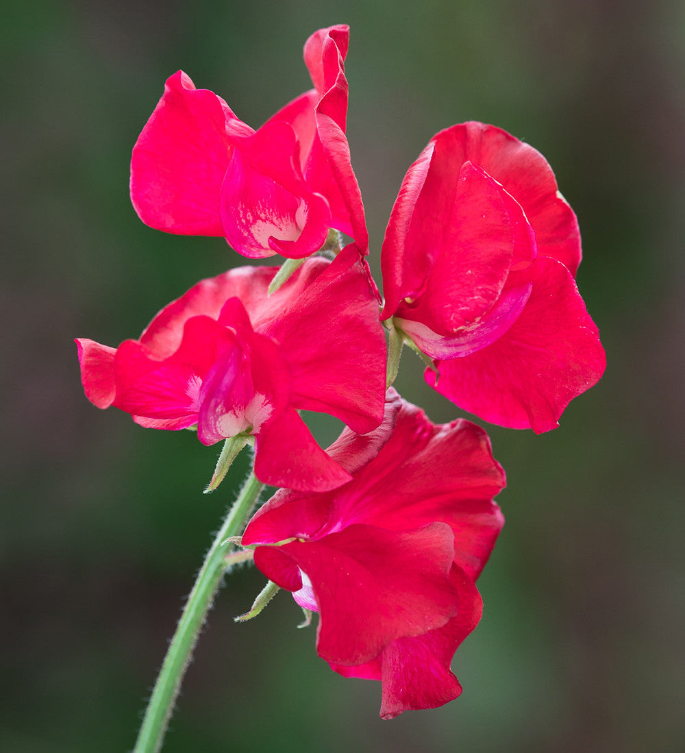 New Giants Sweet Pea Collection