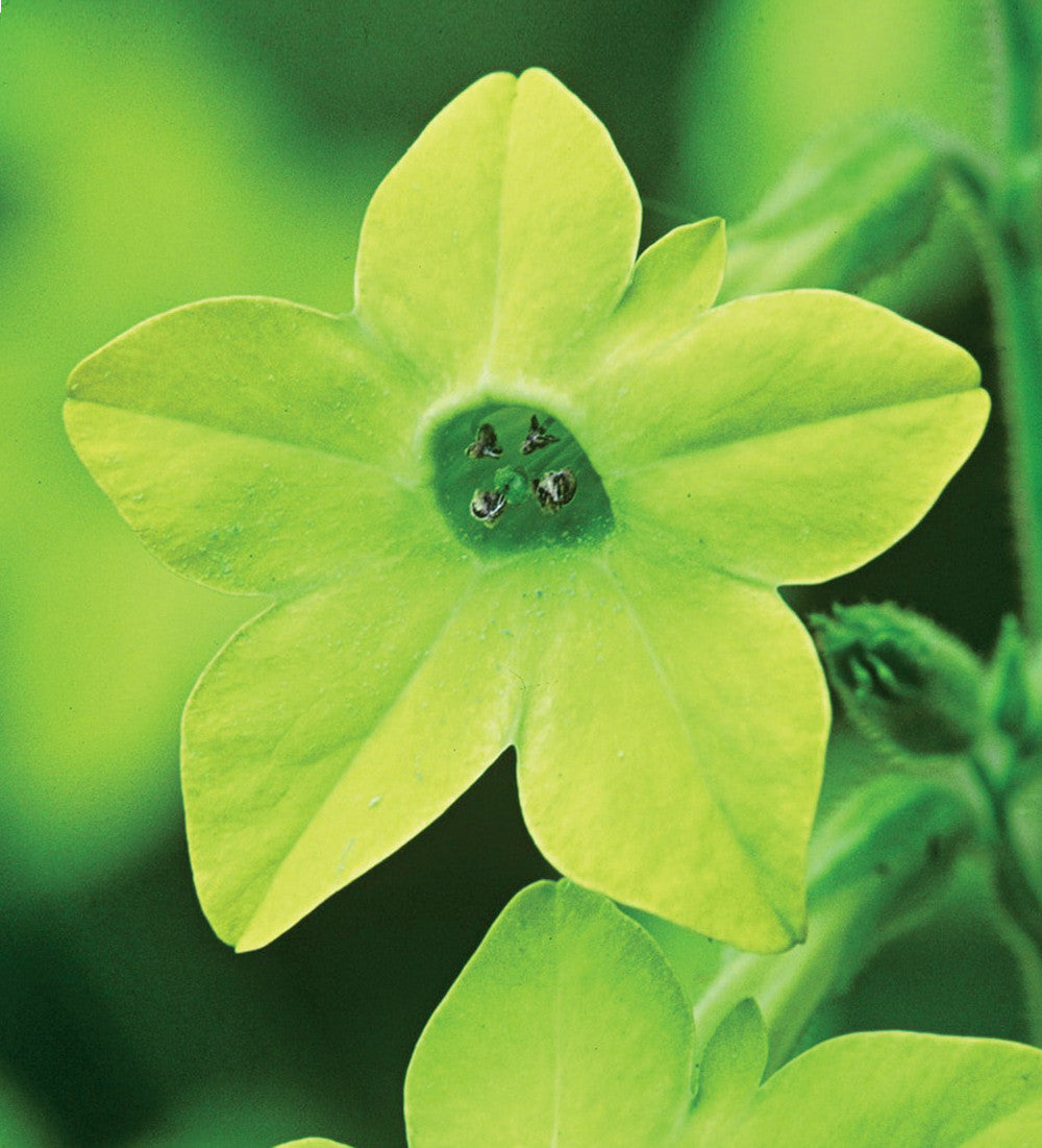 Nicotiana for Shade Collection