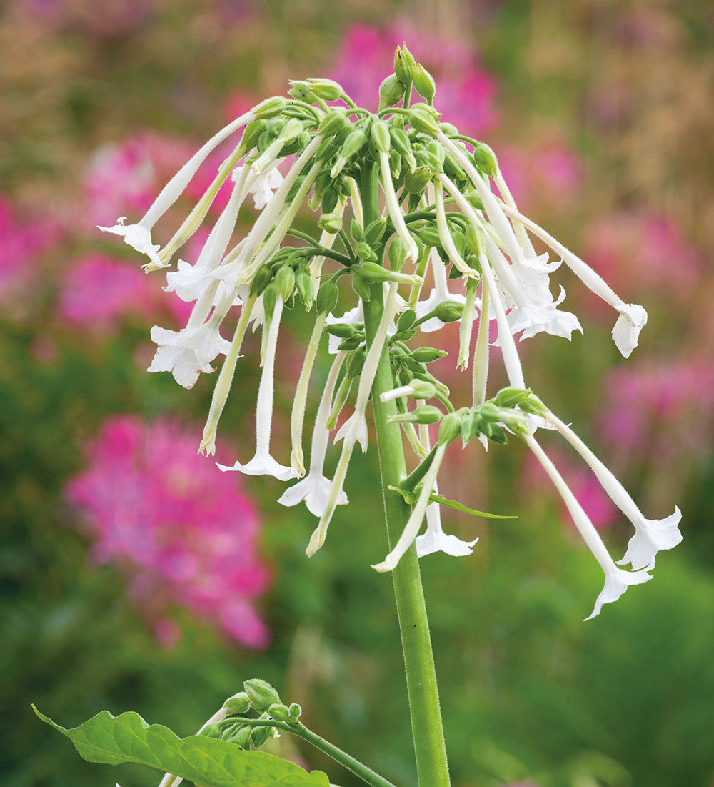 Nicotiana for Shade Collection