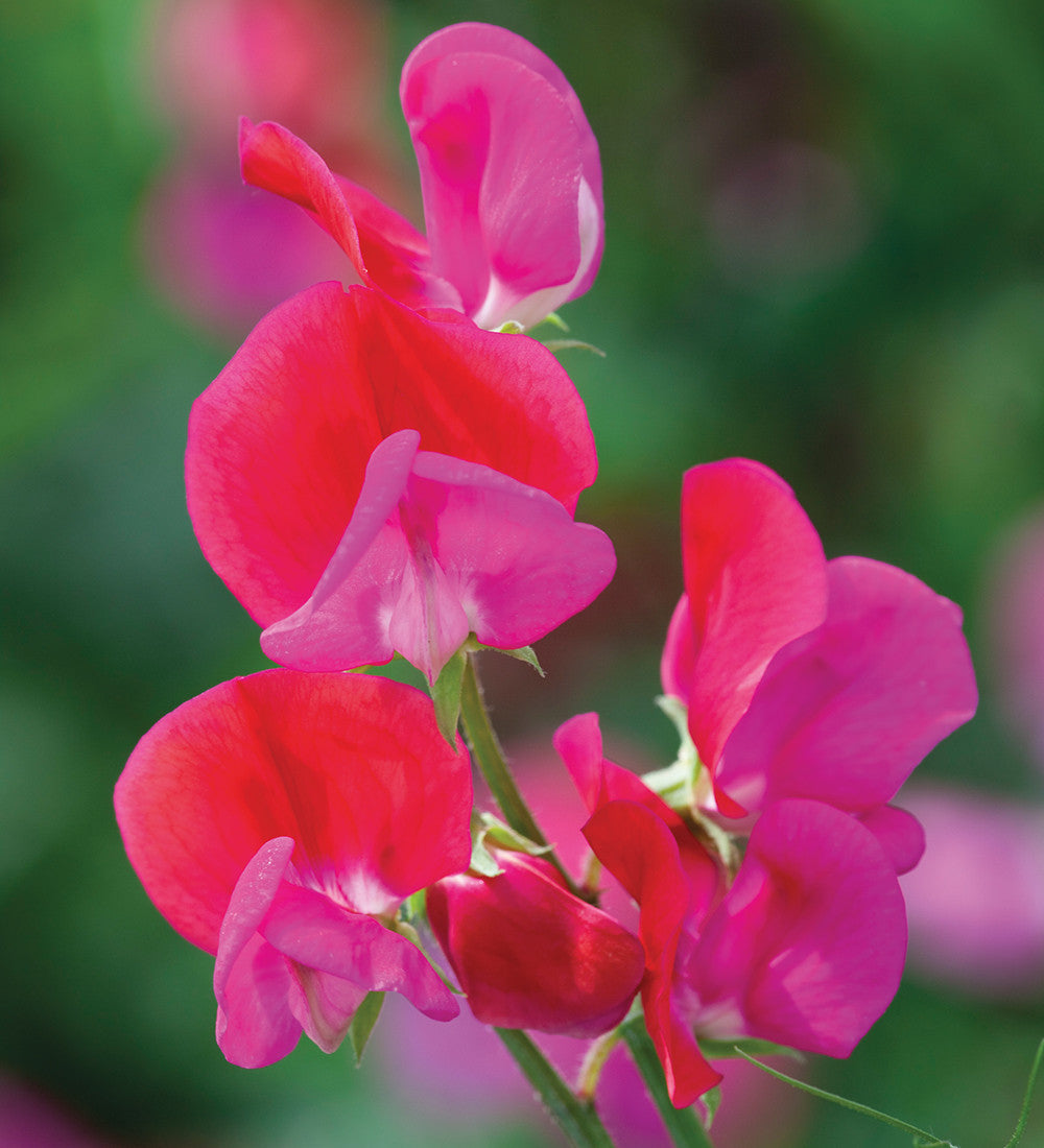 Towering Teepees Sweet Pea Collection