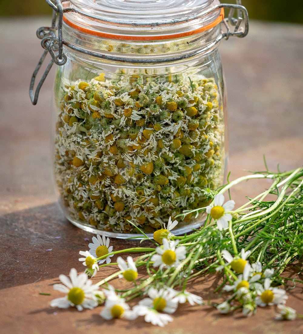 Roman Chamomile (Chamaemelum nobile)