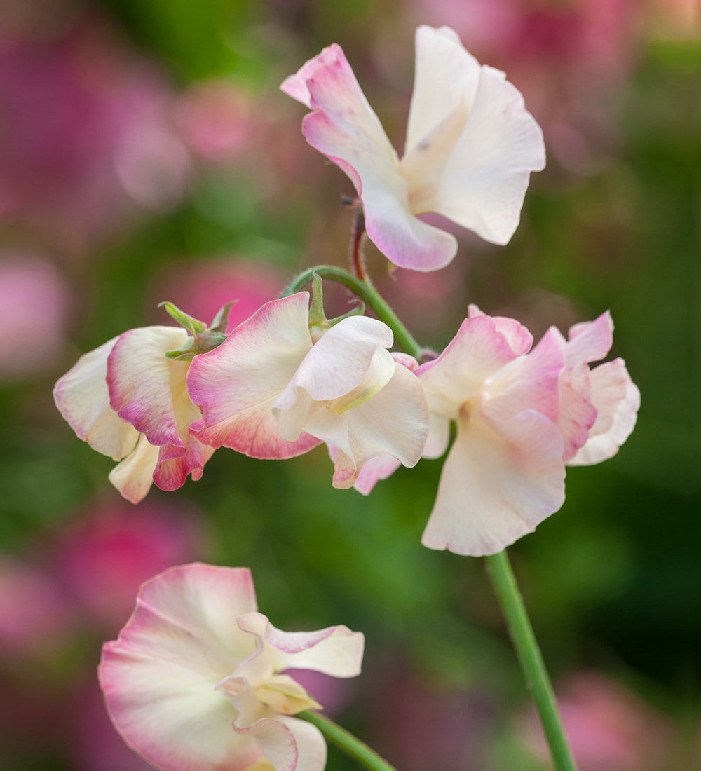 Avenue of Sweet Peas Collection