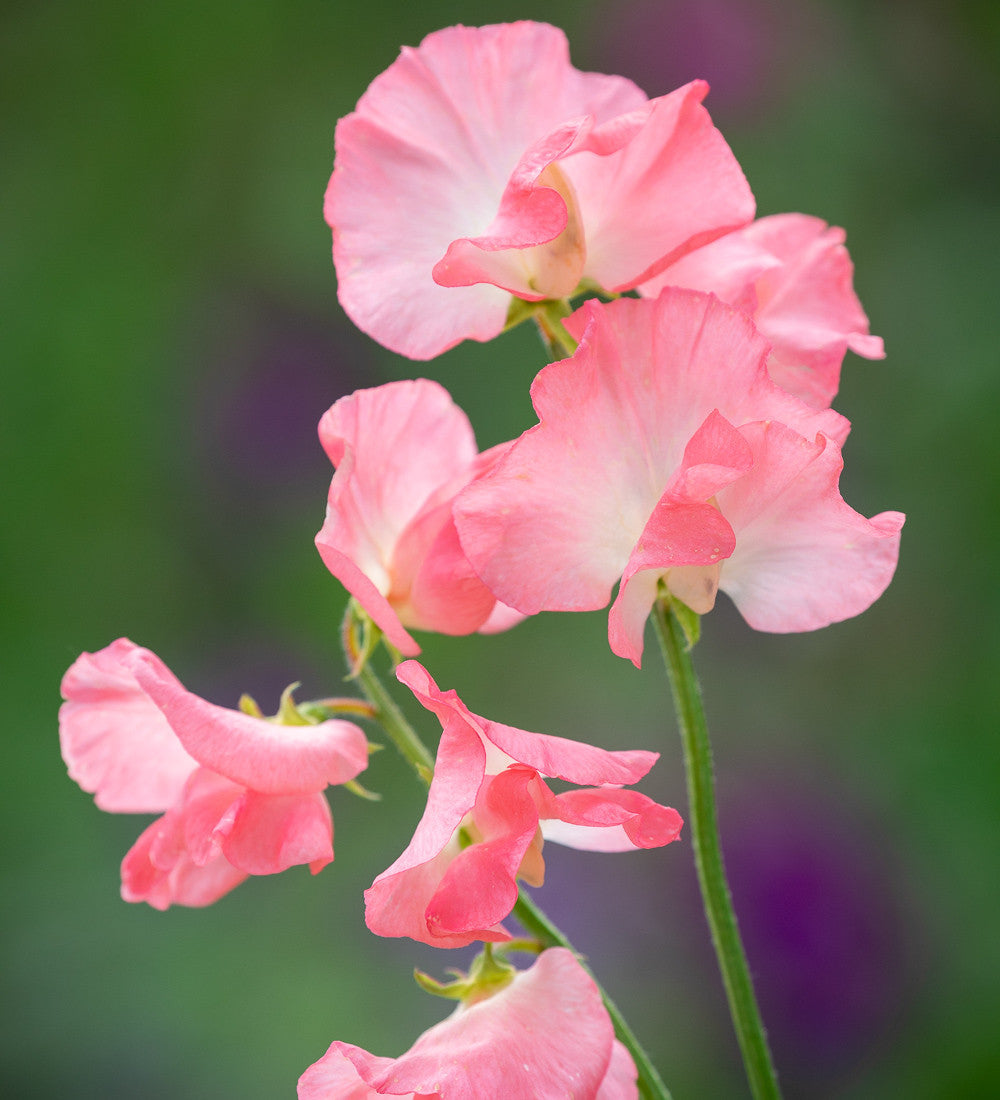 Avenue of Sweet Peas Collection