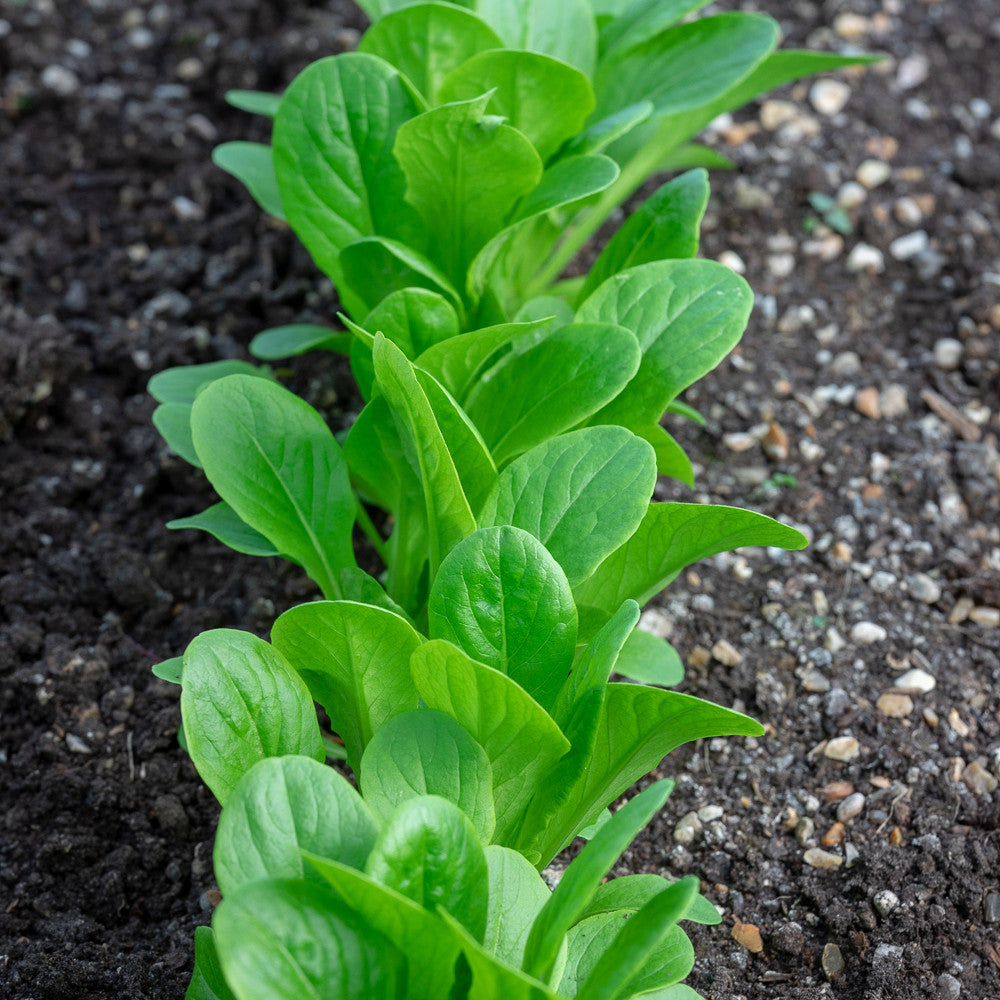 Fuss Free Easy Veg Collection
