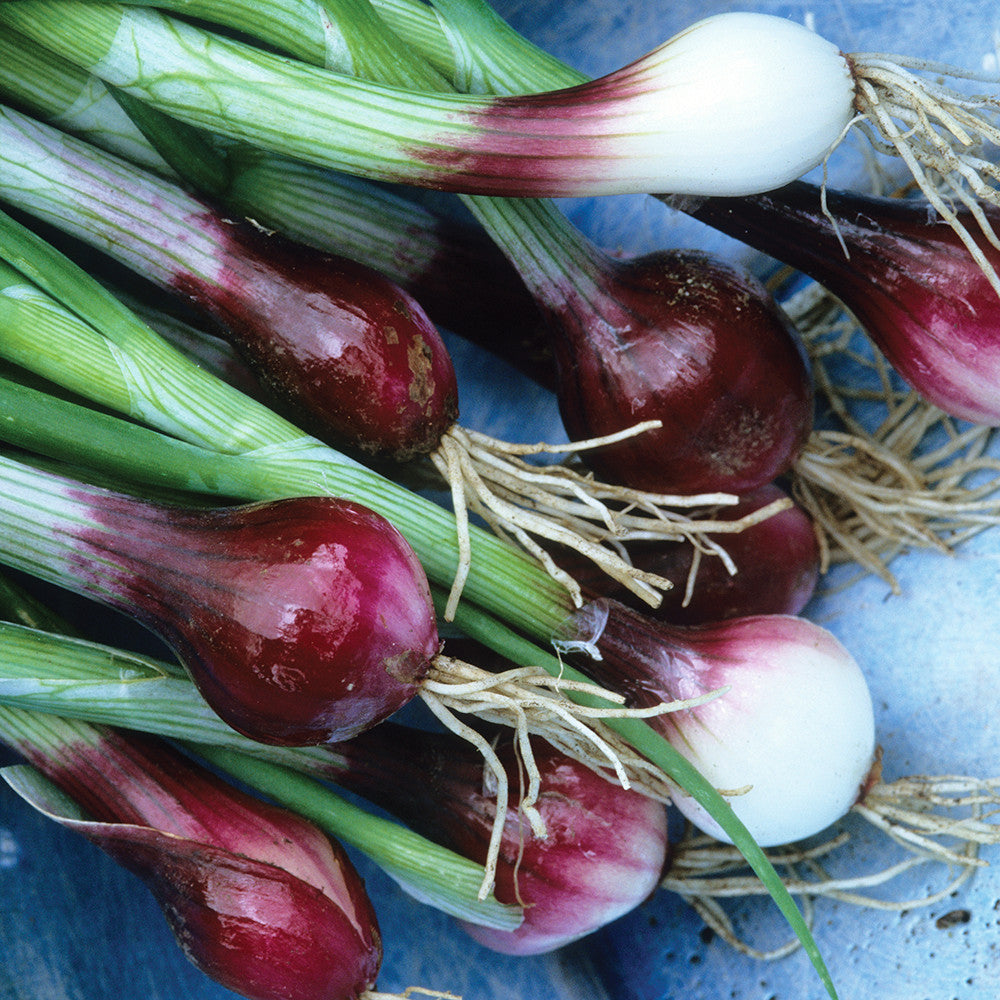Fuss Free Easy Veg Collection