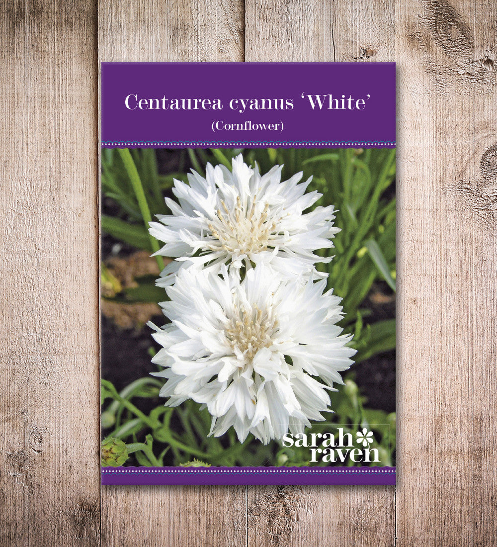Centaurea cyanus 'White'