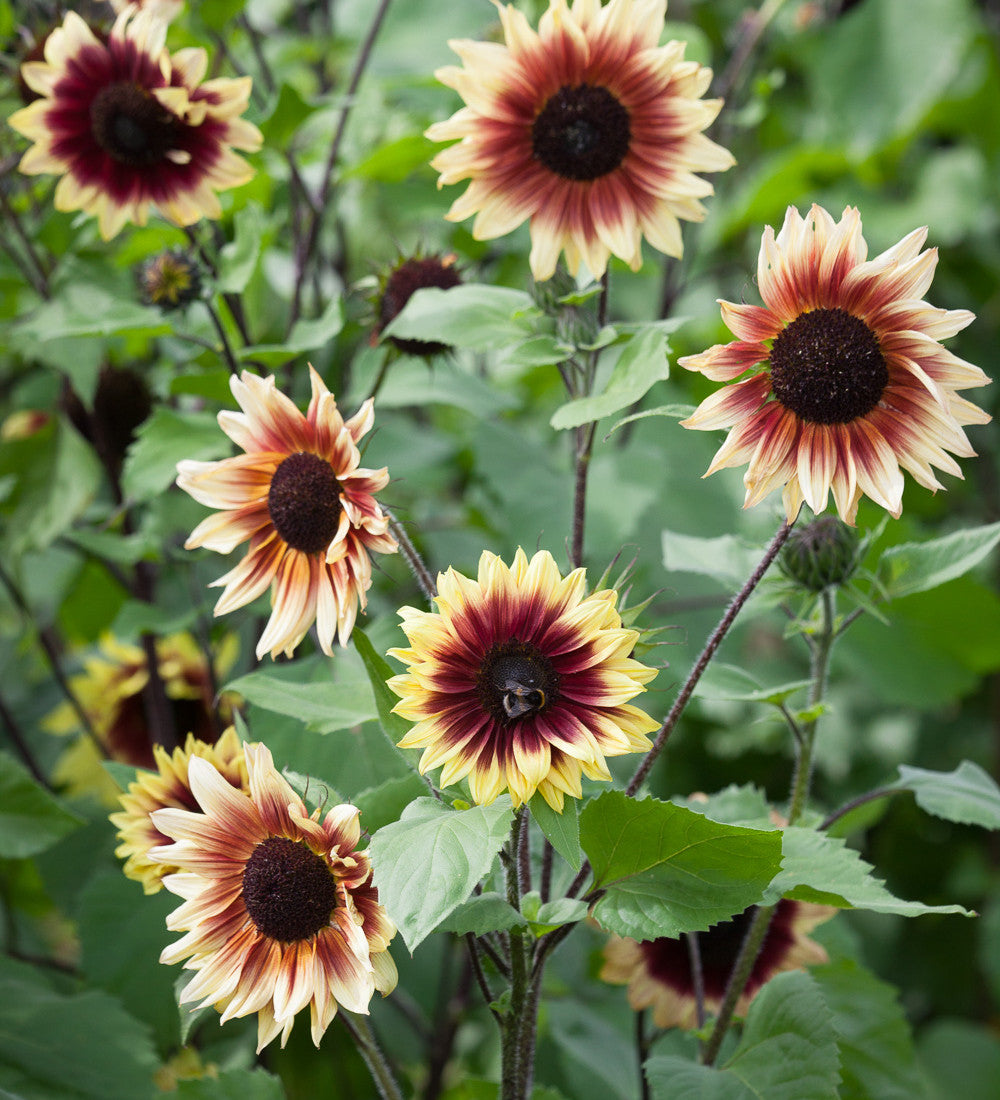 Helianthus annuus 'Magic Roundabout' F1 (Sunflower)