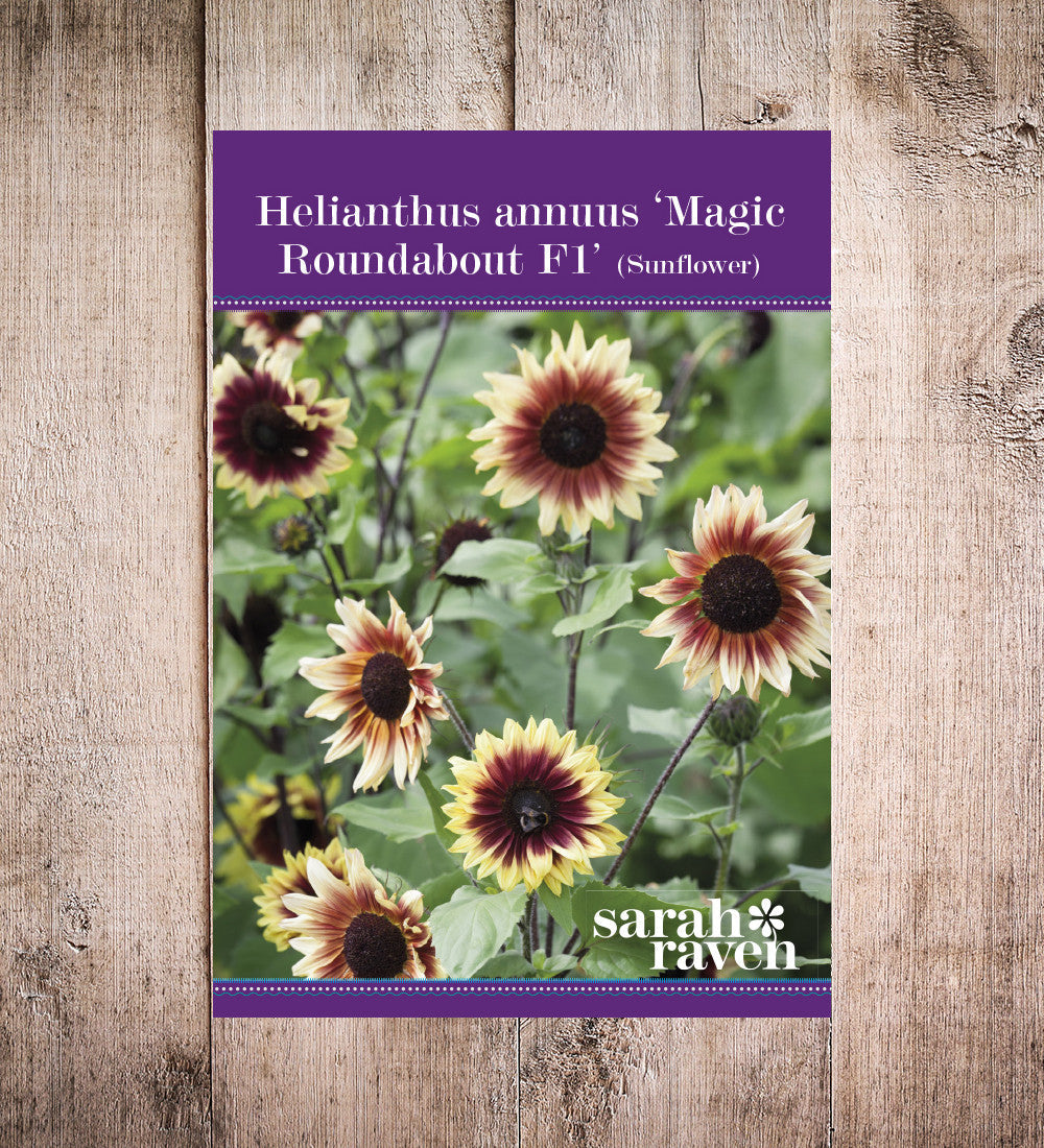 Helianthus annuus 'Magic Roundabout' F1 (Sunflower)