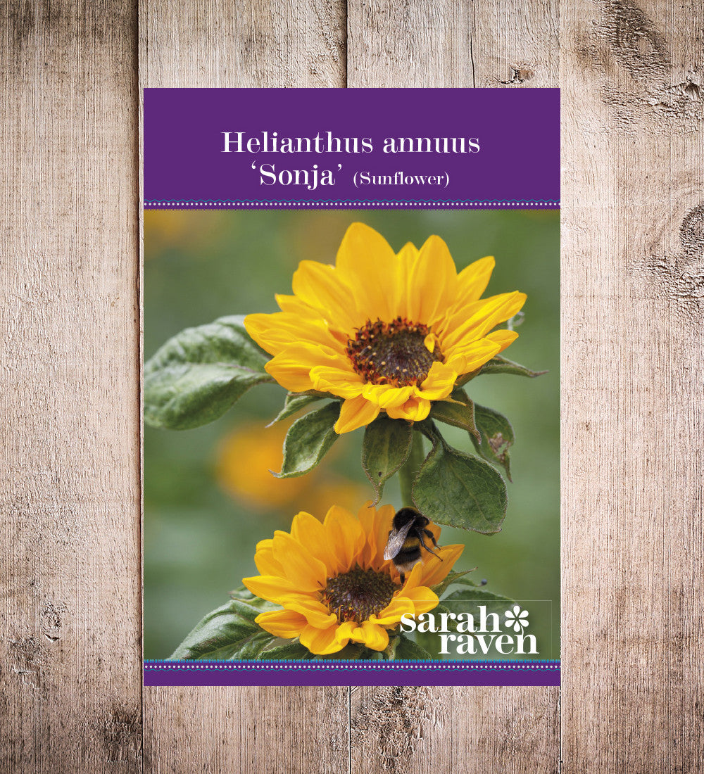 Helianthus annuus 'Sonja' (Sunflower)