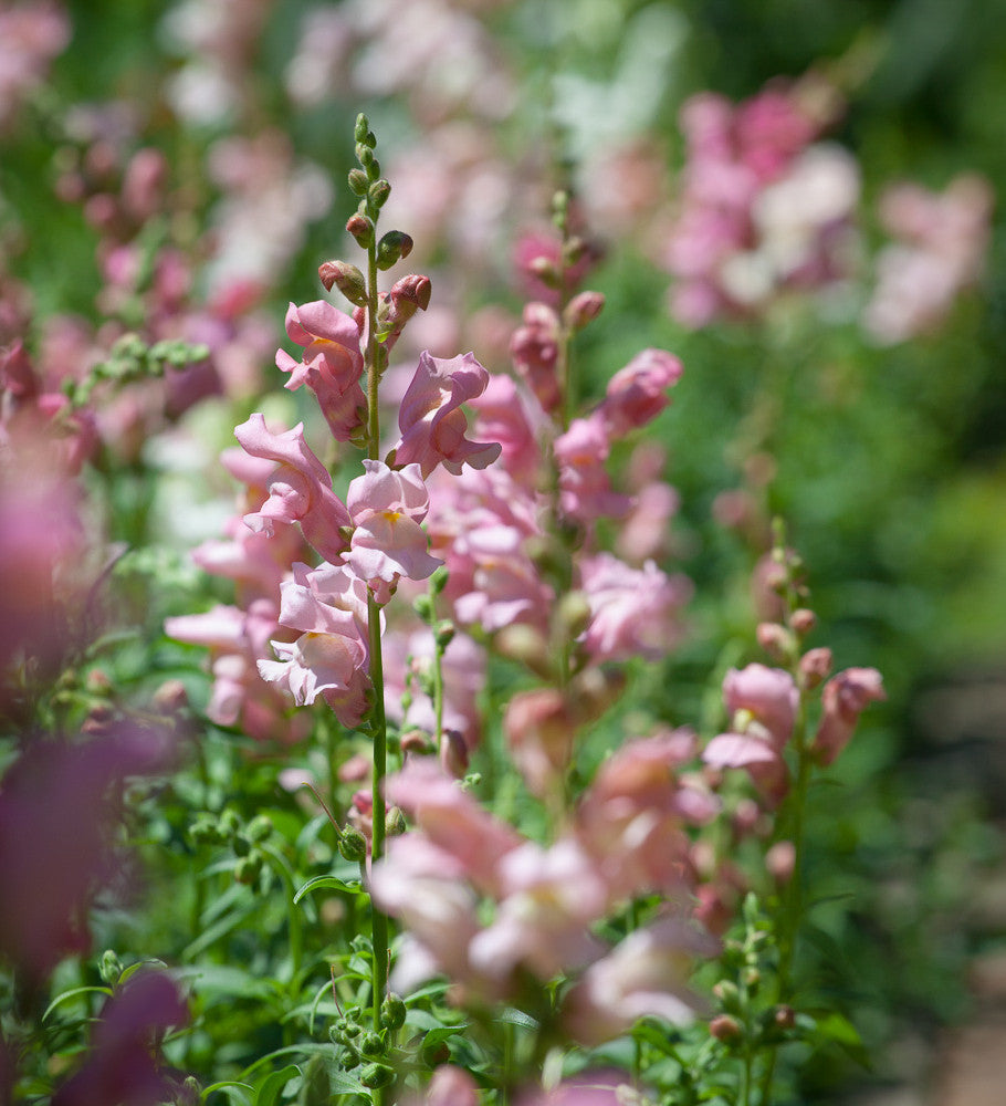 Antirrhinum majus 'Appleblossom'