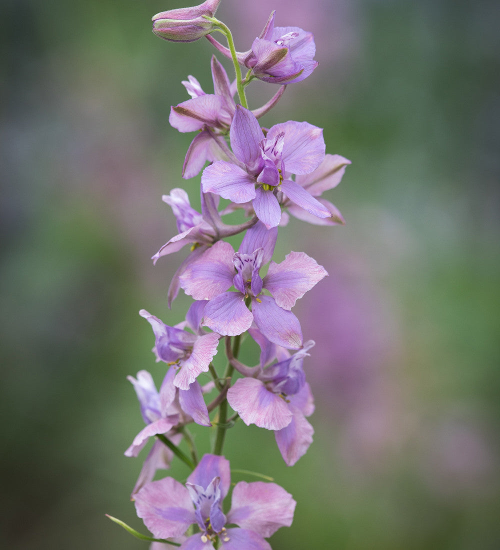 Consolida ajacis 'Misty Lavender'