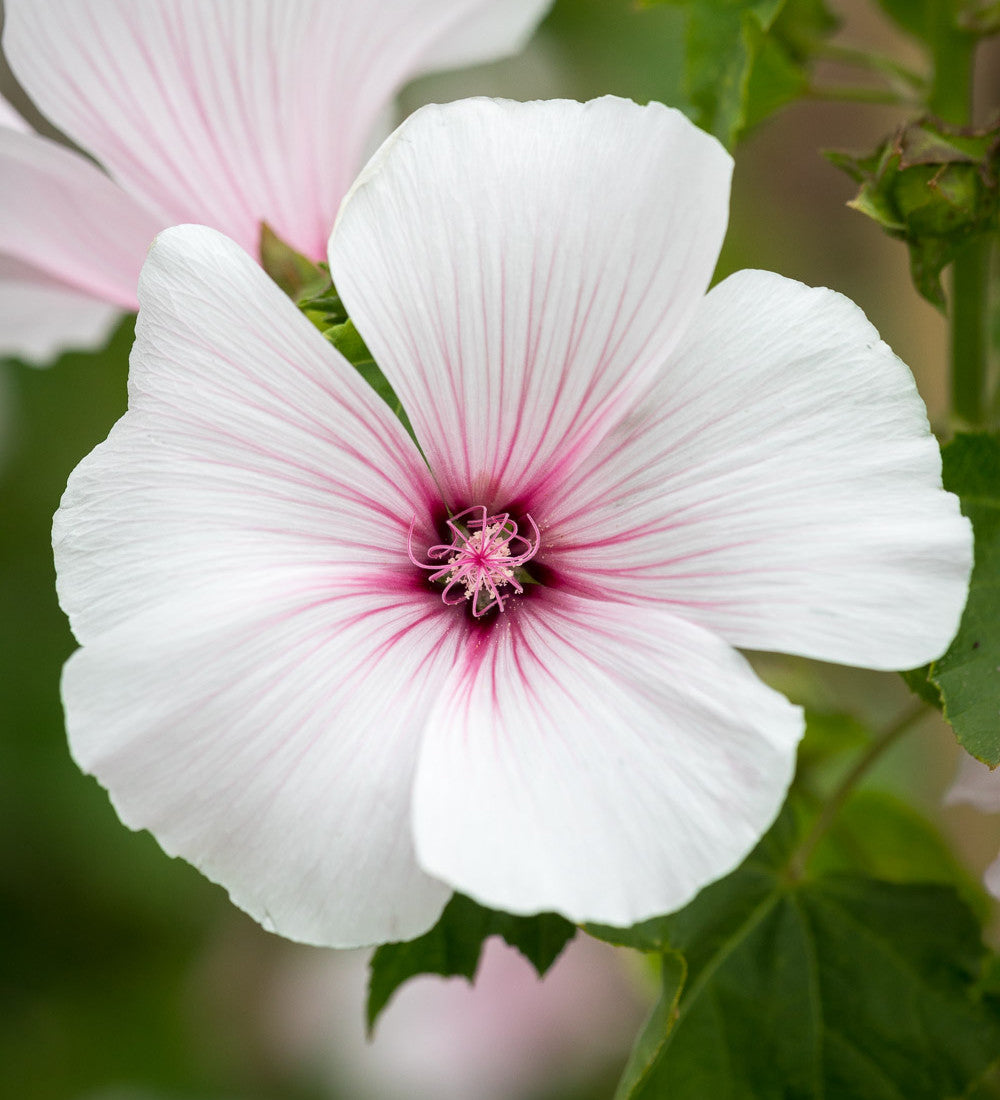 Lavatera trimestris 'New Dwarf Pink Blush'