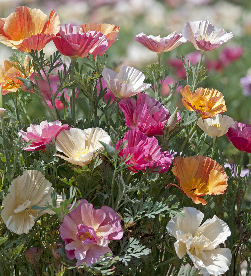 Eschscholzia californica 'Thai Silk Formula Mixture'