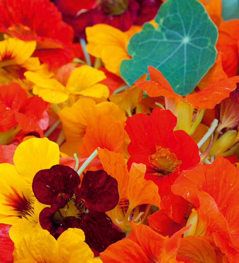 Nasturtium 'Tip Top Mix' (Tropaeolum majus)