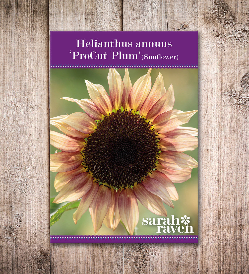 Helianthus annuus 'ProCut Plum' (Sunflower)