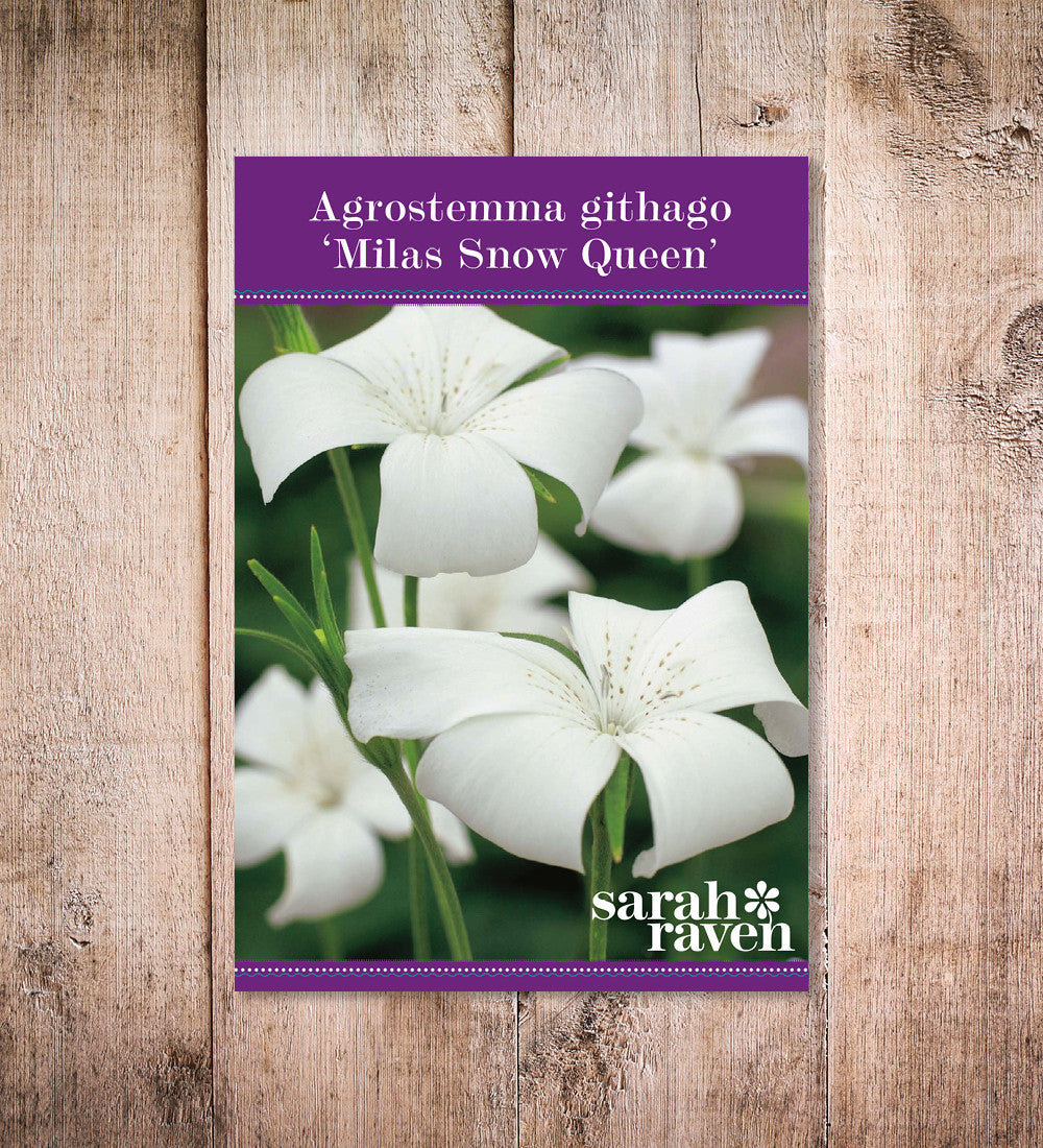 Agrostemma githago 'Milas Snow Queen'