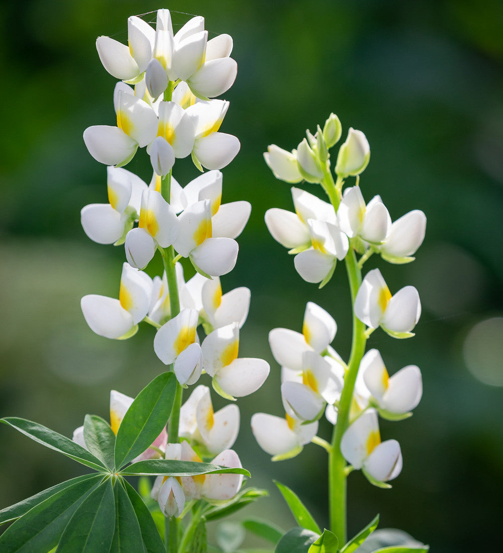 Lupinus mutabilis var. cruckshankii 'White Javelin'