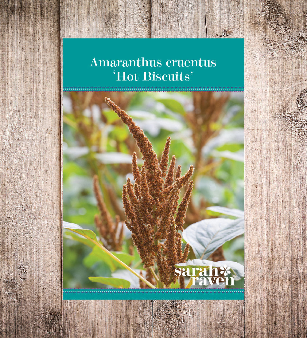 Amaranthus cruentus 'Hot Biscuits'