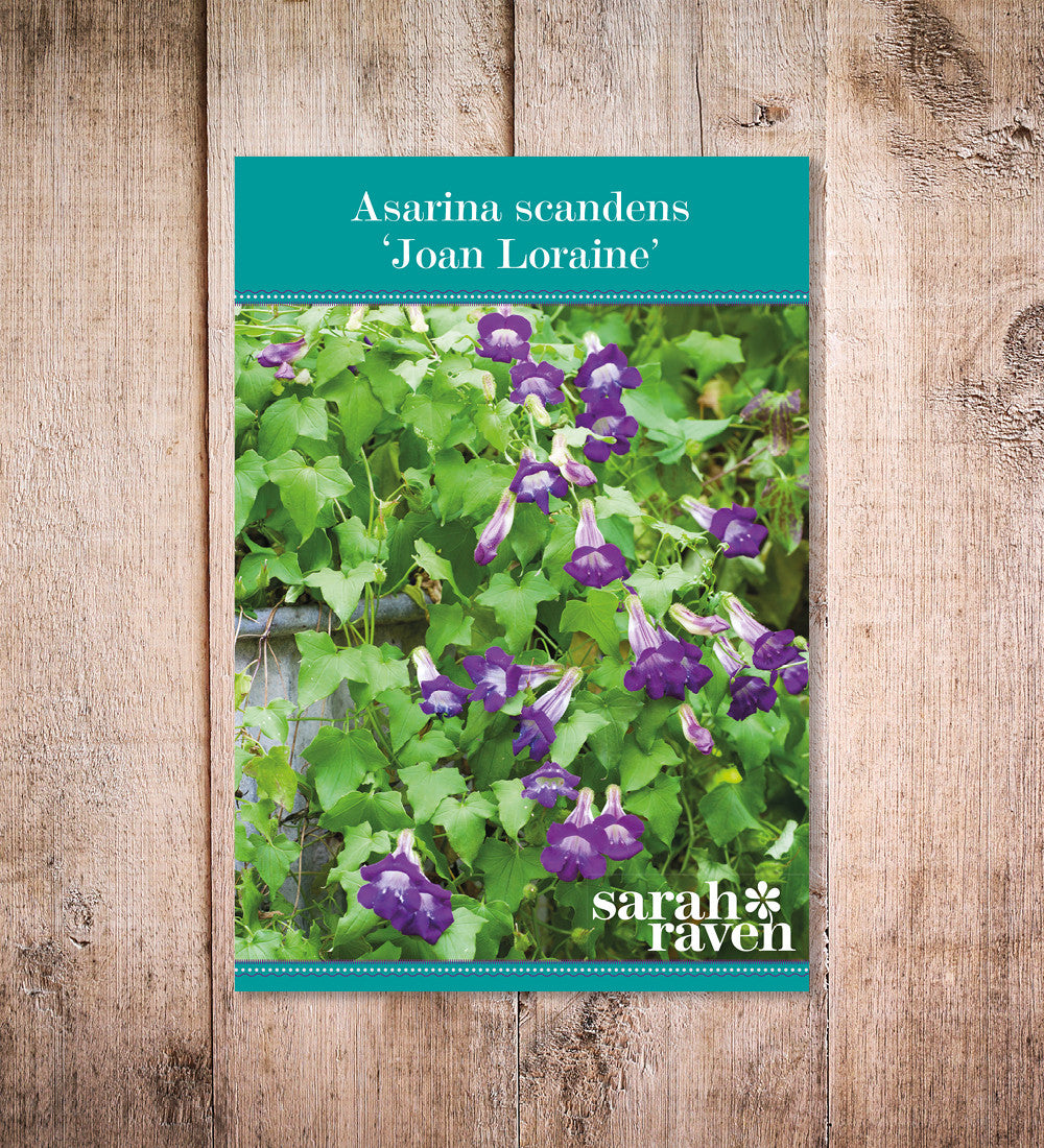 Lophospermum scandens 'Joan Loraine' (syn. Asarina)