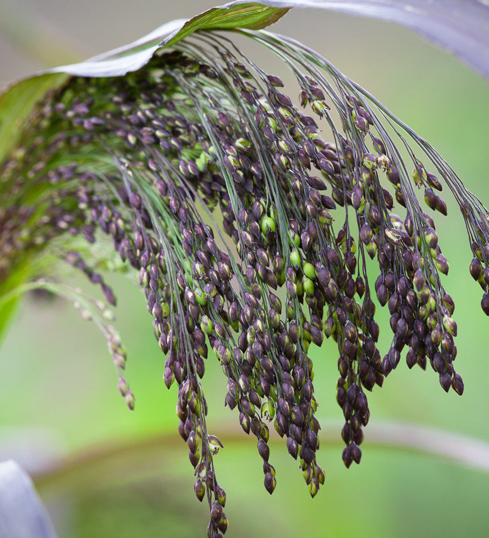 Panicum miliaceum 'Violaceum'