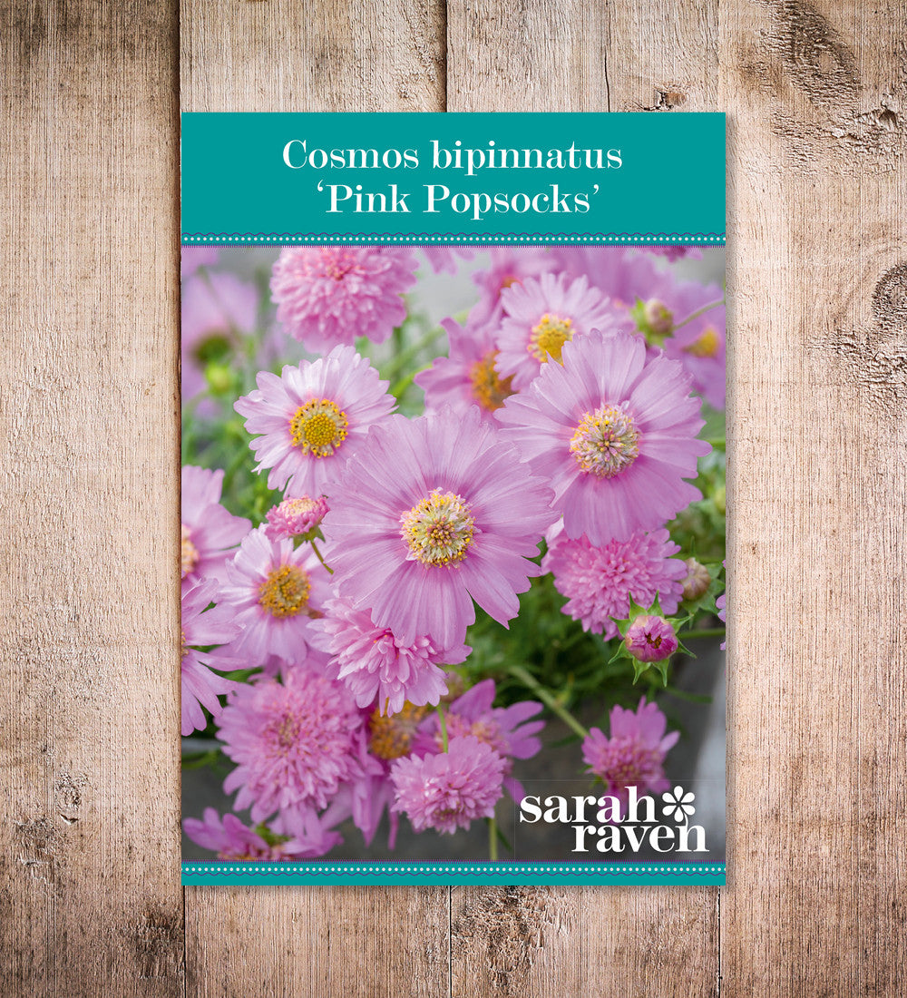 Cosmos bipinnatus 'Pink Popsocks'