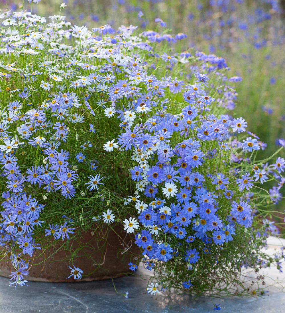 Brachyscome multifida 'Blue and White Mix'