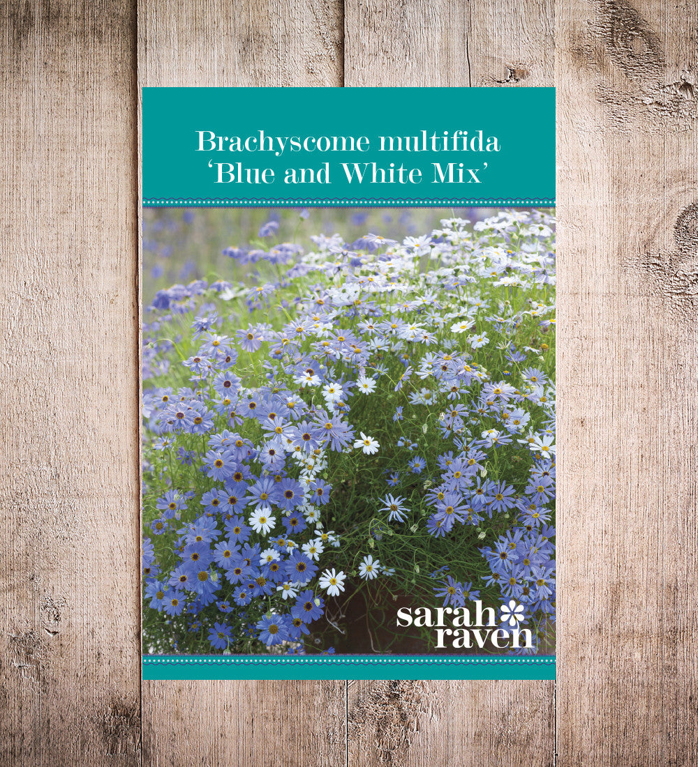 Brachyscome multifida 'Blue and White Mix'