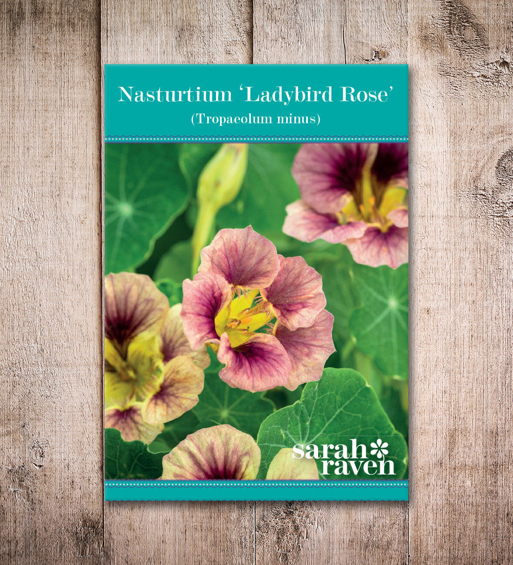 Nasturtium 'Ladybird Rose' (Tropaeolum minus)
