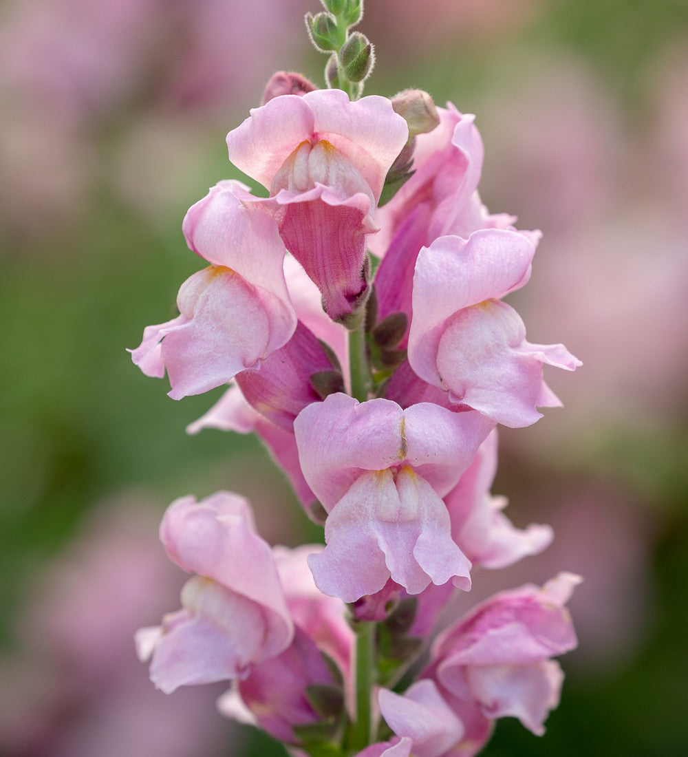 Antirrhinum majus 'Potomac Lavender' F1