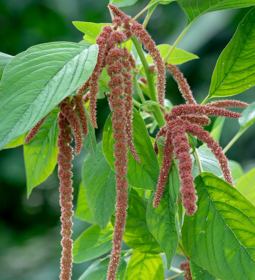 Amaranthus caudatus 'Coral Fountain'