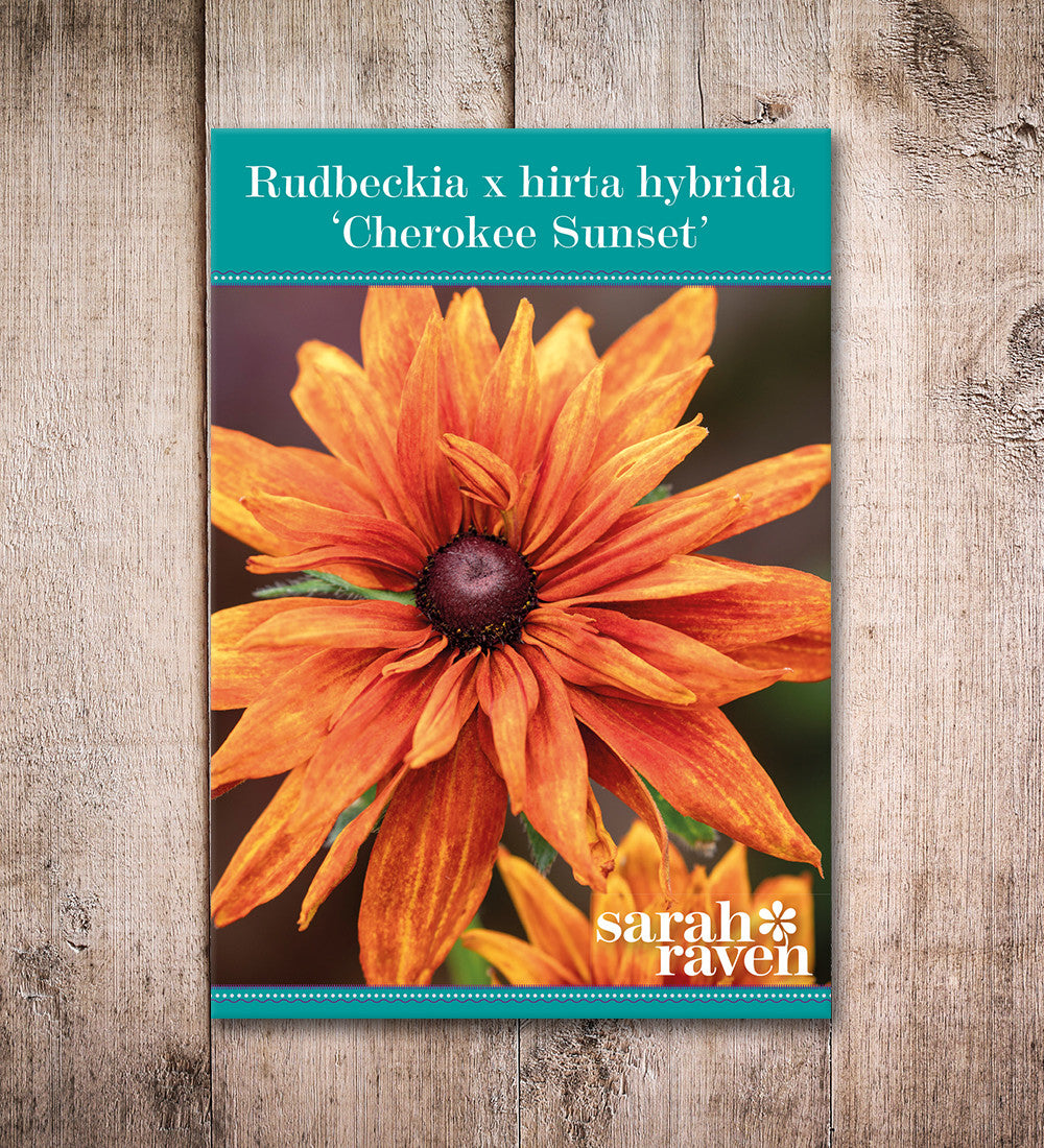 Rudbeckia hirta 'Cherokee Sunset'