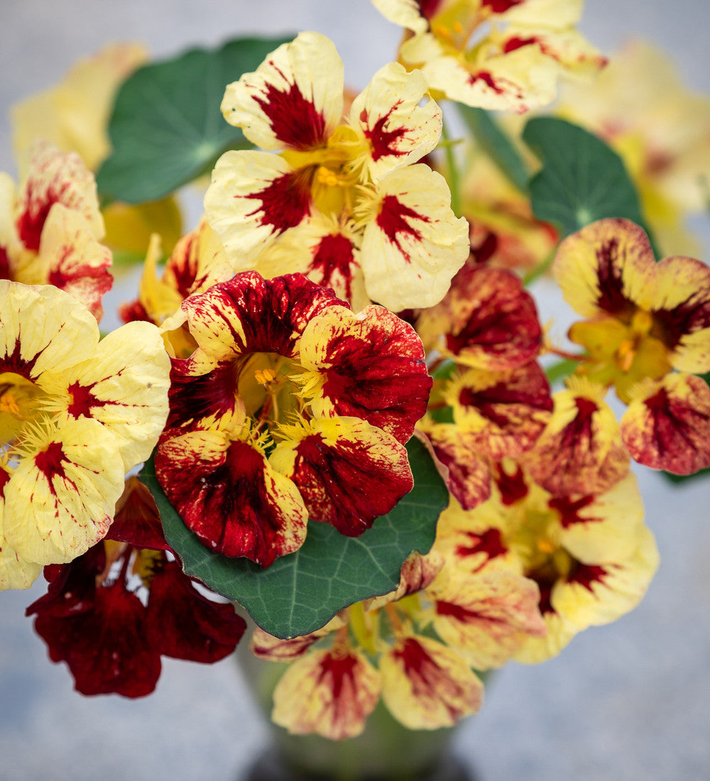 Nasturtium 'Bloody Mary' (Tropaeolum minus)