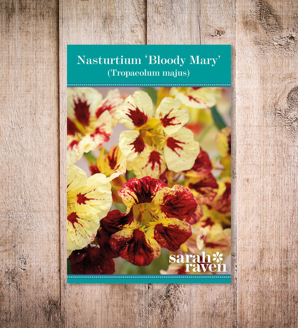 Nasturtium 'Bloody Mary' (Tropaeolum minus)