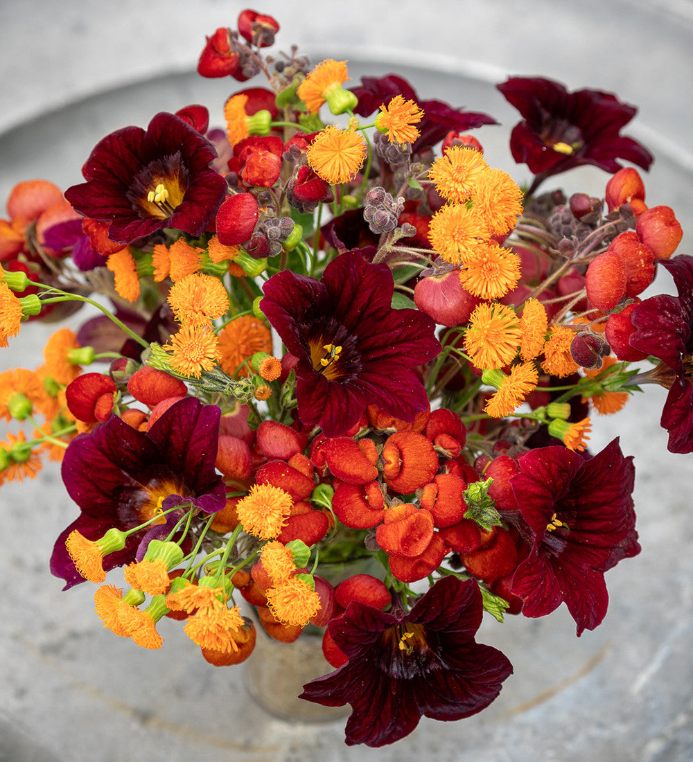 Salpiglossis sinuata 'Black Trumpets'