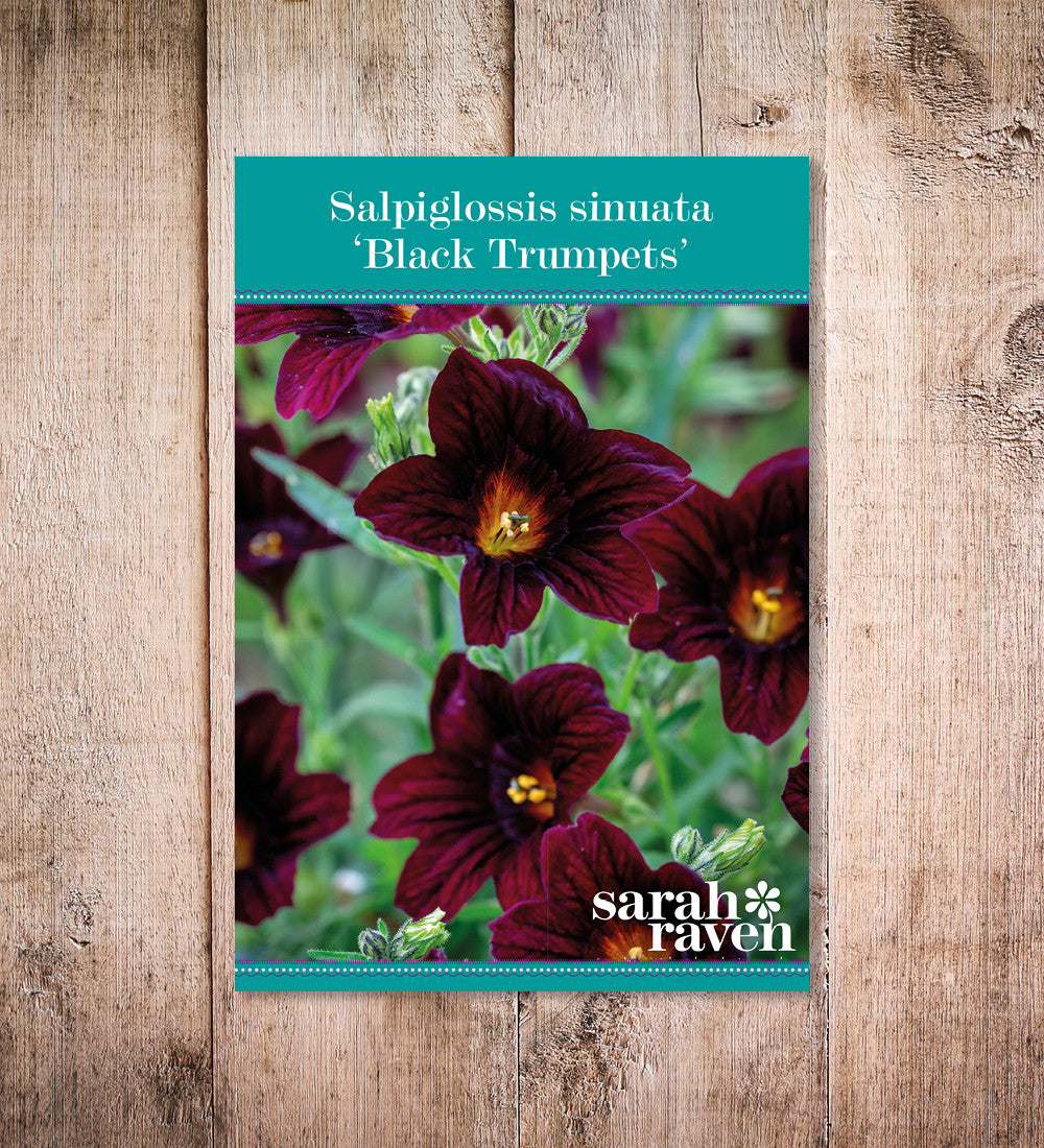 Salpiglossis sinuata 'Black Trumpets'