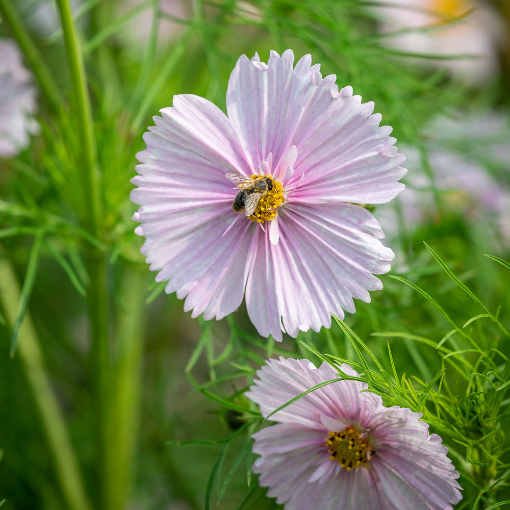 Cosmos bipinnatus 'Cupcakes Blush'