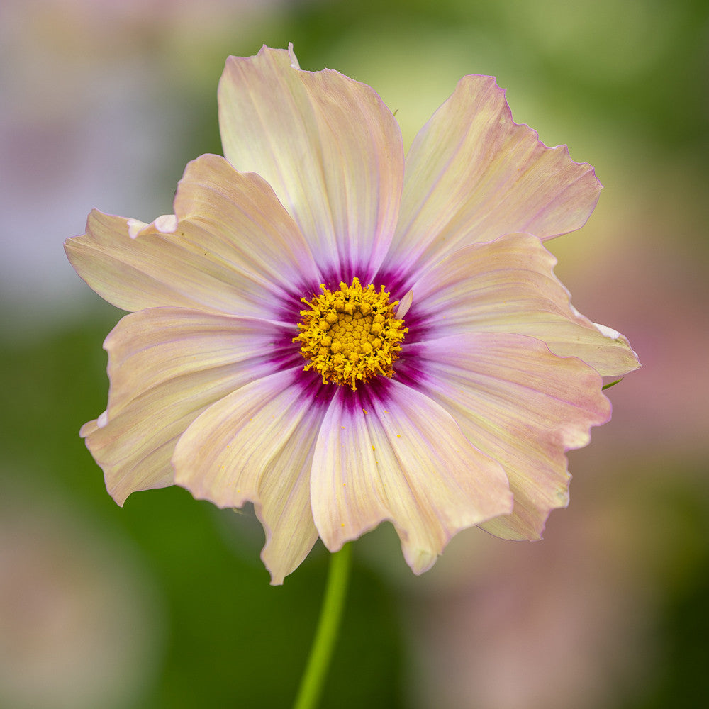 Cosmos bipinnatus 'Apricotta'