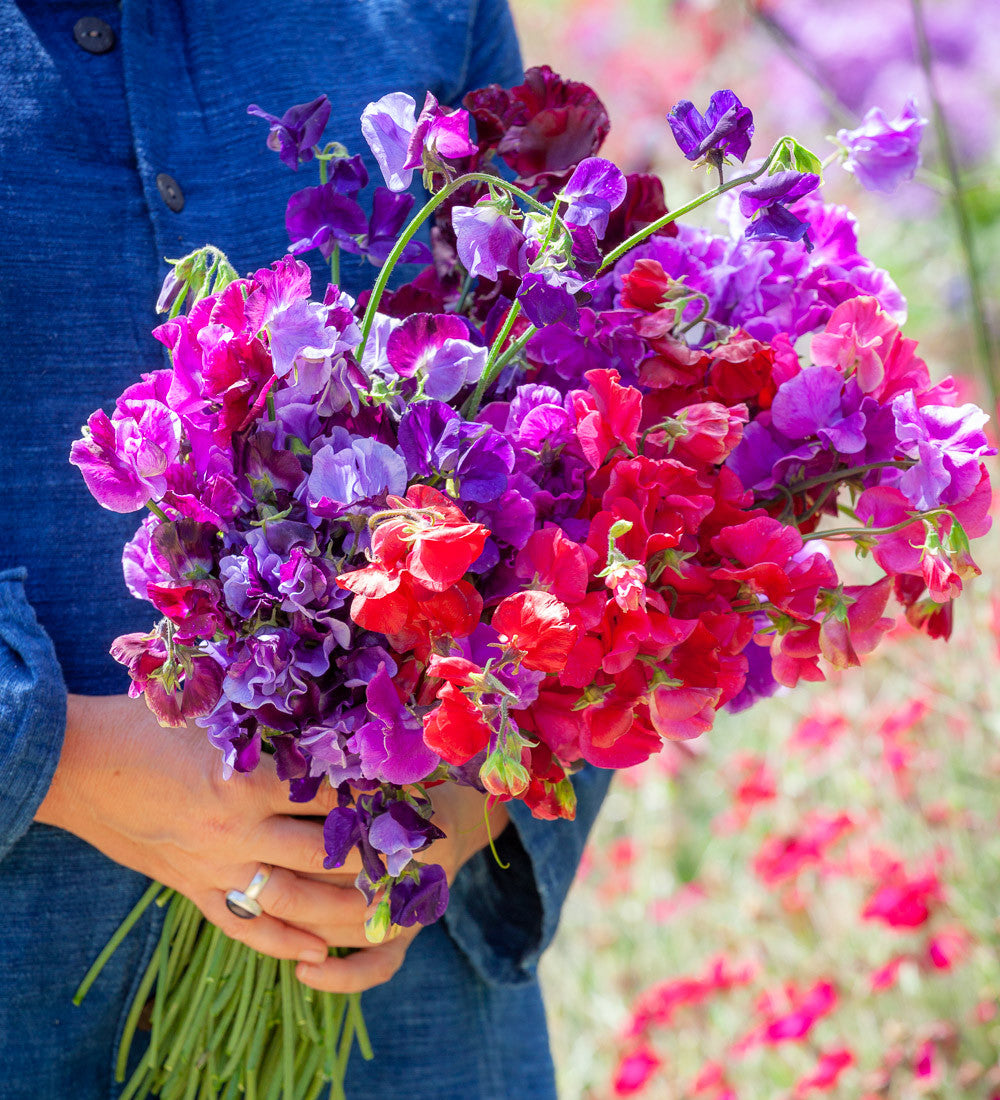 Sweet Pea 'Eclipse'