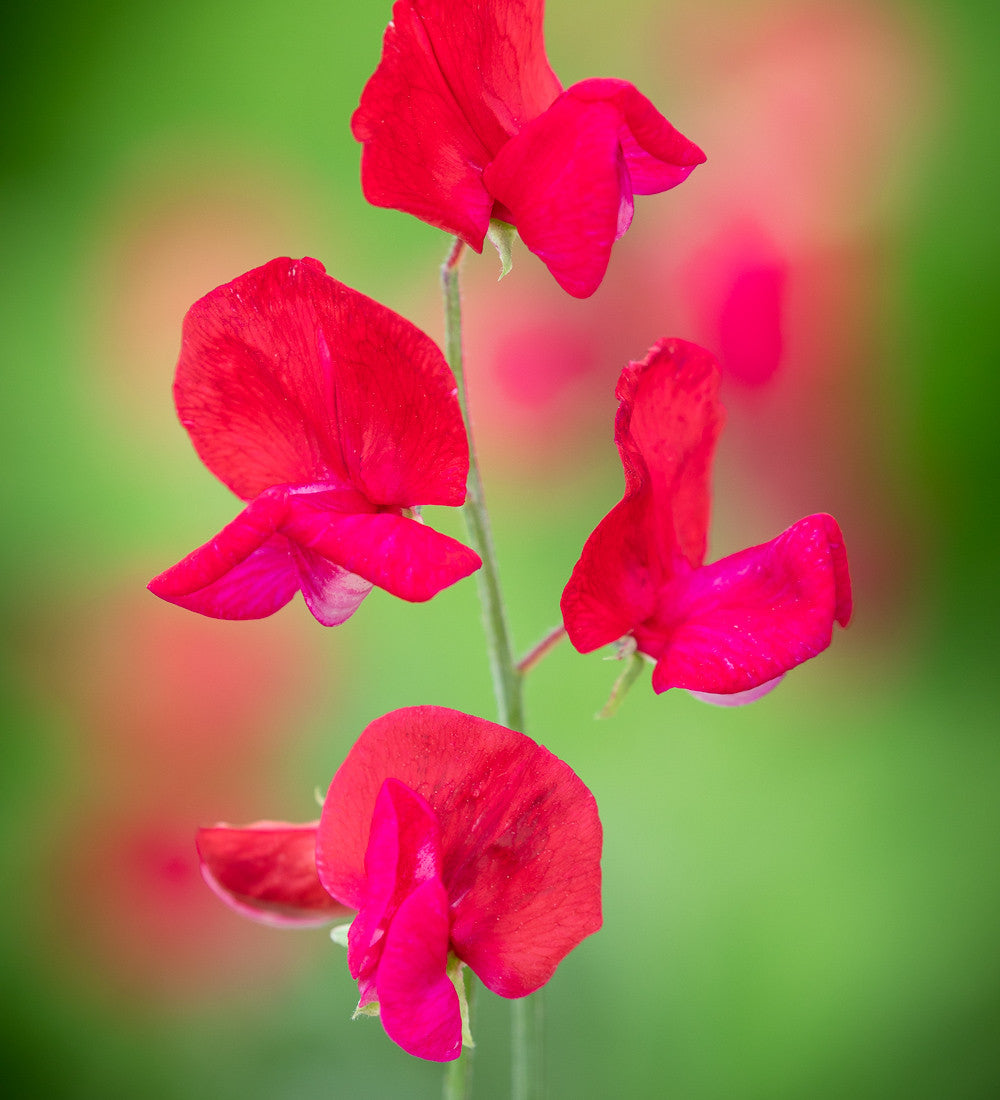 Sweet Pea 'Winston Churchill'