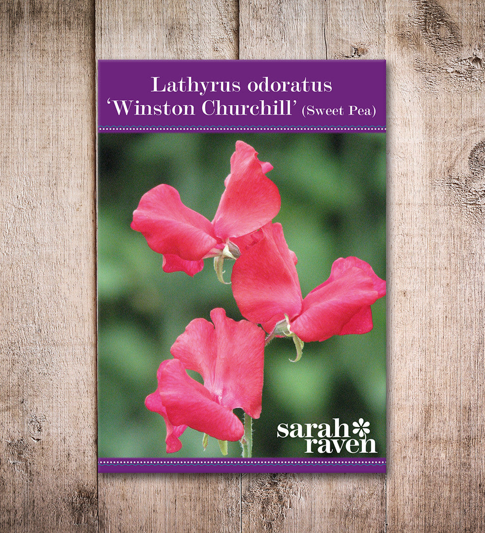 Sweet Pea 'Winston Churchill'