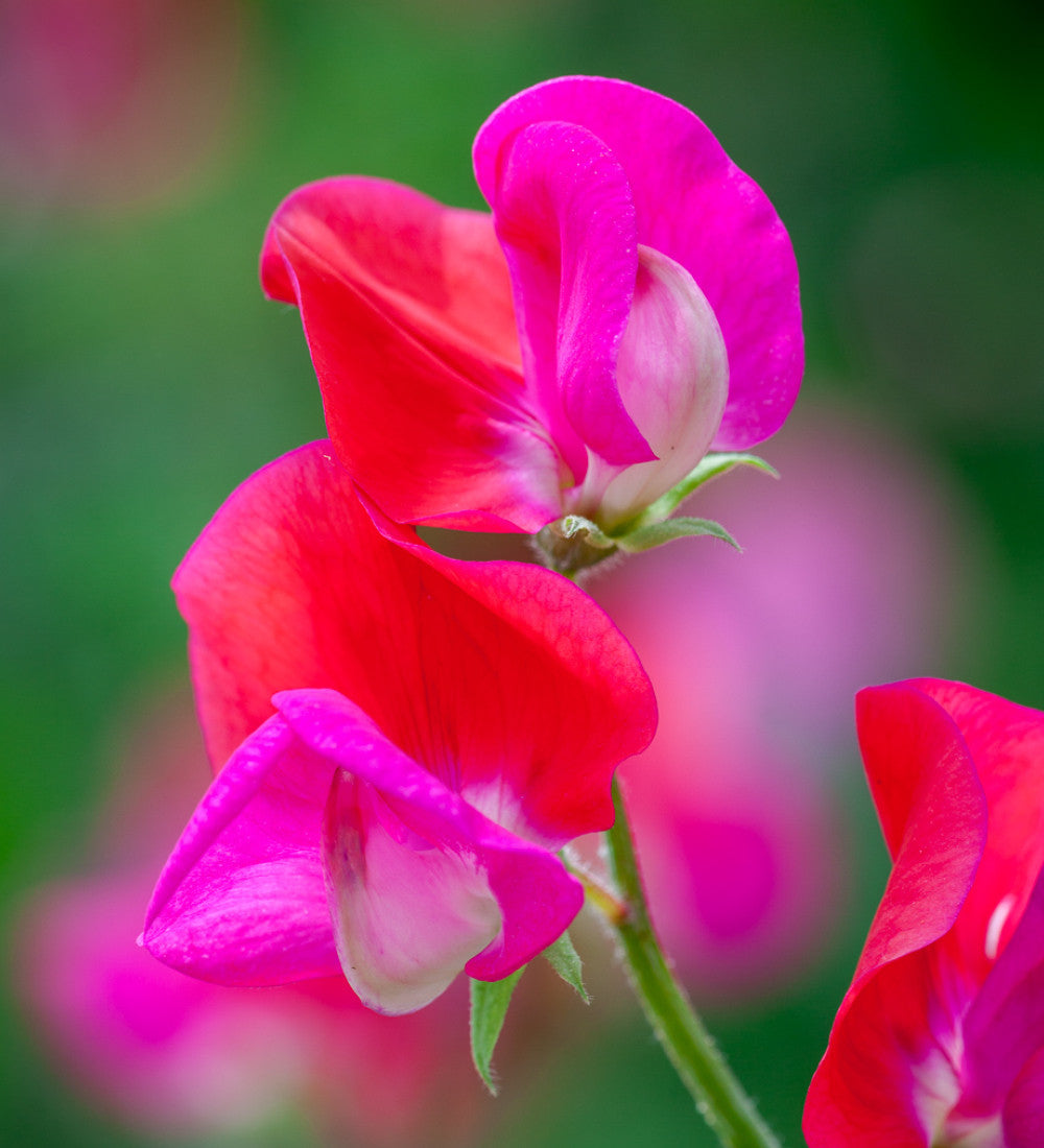 Buckets of Sweet Peas Collection