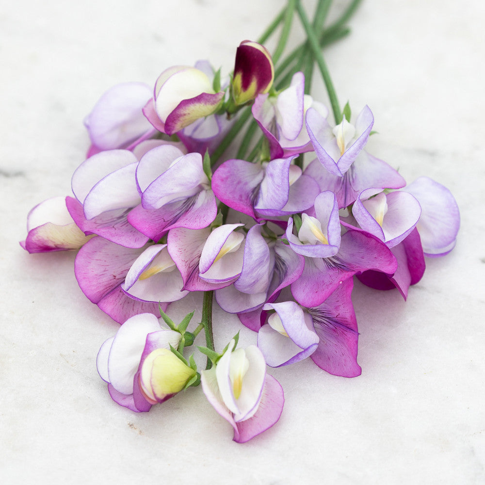 Sweet Pea 'Dolly Varden'