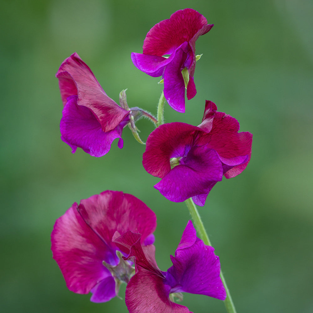 Sweet Pea 'Emilia Fox'