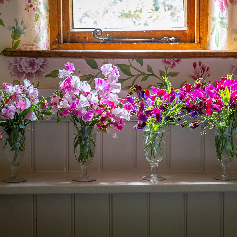 Sweet Pea 'Emilia Fox'