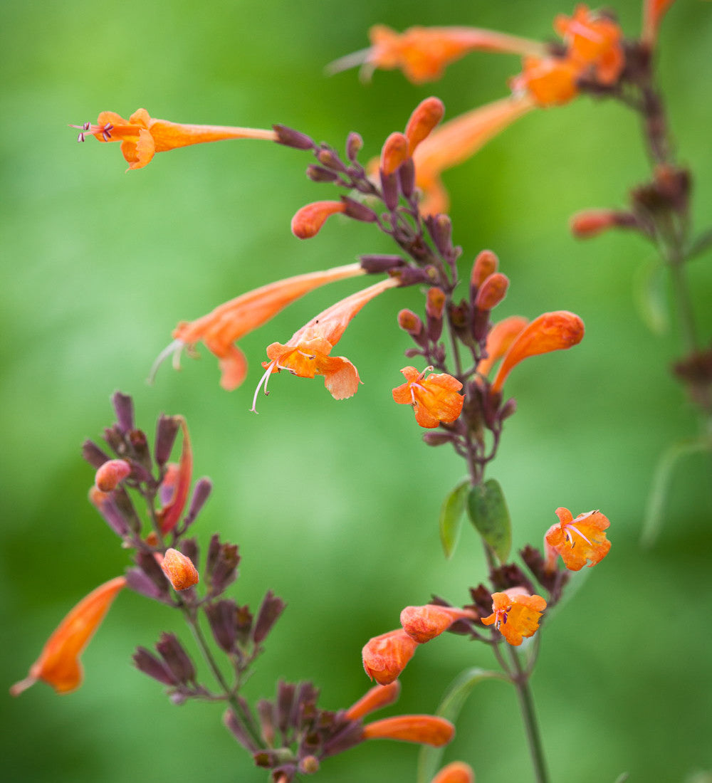 Agastache aurantiaca 'Navajo Sunset'