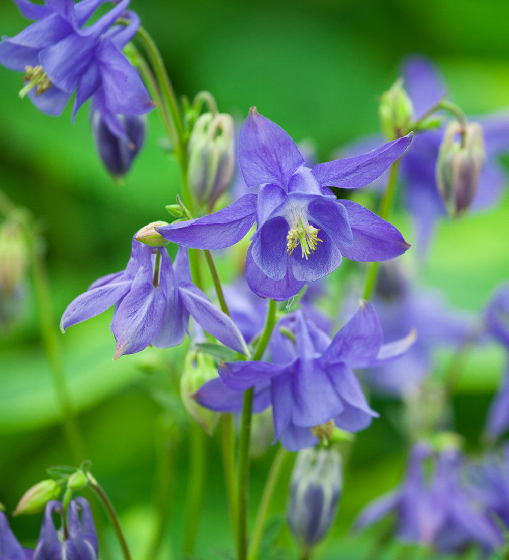 Aquilegia Vulgaris 'Hensol Harebell'